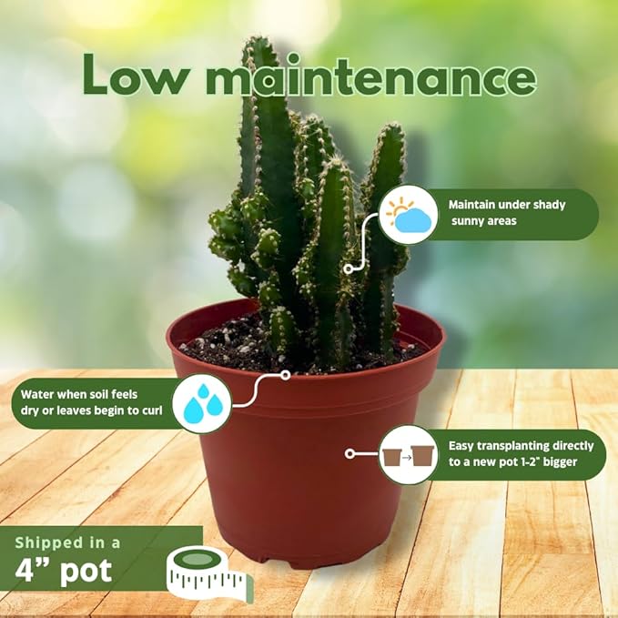 Fairy Castle Cactus, Acanthocereus Tetragonus, Night-Blooming Cereus, Triangle Cactus, 4 inch Pot