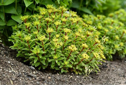 Proven Winners 0.65 Gal, Rock 'N Round™ 'Bright Idea' Stonecrop (Sedum), Live Plant, Yellow Flowers and Green Foliage, 0.65 Gallon (SEDPWP1147103)