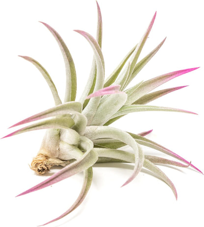 Fuchsia Colorful Tillandsia Air Plants - Long Lasting Color Enhanced Live Tillandsia Succulent House Plants - Home and Garden Decor - Easy Care Indoor/Outdoor Plants (Harrisii, Pack of 3)