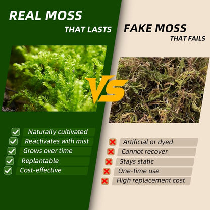 Lucky Plant Fresh Live Moss Variety Pack - Ideal for DIY Terrariums, Miniature Bonsai, Potted Plants, Reptiles, Succulents, (A Whole Piece of 8" x8" Fresh Hypnum Moss)
