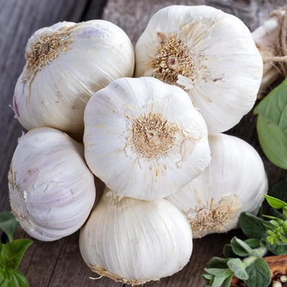 1 Pound Garlic for Planting in Fall Hardneck, 8-10 Music Garlic Bulbs for Planting, Fresh and High Yield Bulb Variety Pack, Hardy and Fast Growing