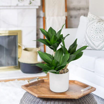 Hollyone Large Artificial Agave Plants Fake Three-Head Agave Succulent Plant Potted 15" Faux Plant in White Pot Succulent Aloe Plant Indoor for Desk Modern Home Decor