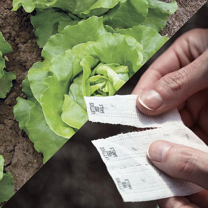 Park Seed Sow Effortless Collection Seed Tape – Sylvestra Lettuce, 15 Feet – Easy DIY Planting, Crisp & Flavorful Butterhead Variety, Disease Resistant and Bolt Tolerant, Ready in 52 Days, No Thinning