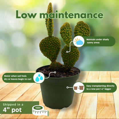 BubbleBlooms Bunny Ear Prickly Pear Cactus in a 4 inch Pot Yellow Opuntia Microsdasys