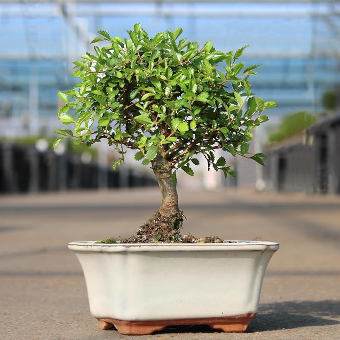 Brussel's Bonsai Live Chinese Elm Bonsai Tree, Outdoor - Small, 5 Years Old, 6 to 8 inches Tall - Includes Decorative Ceramic Bonsai Pot