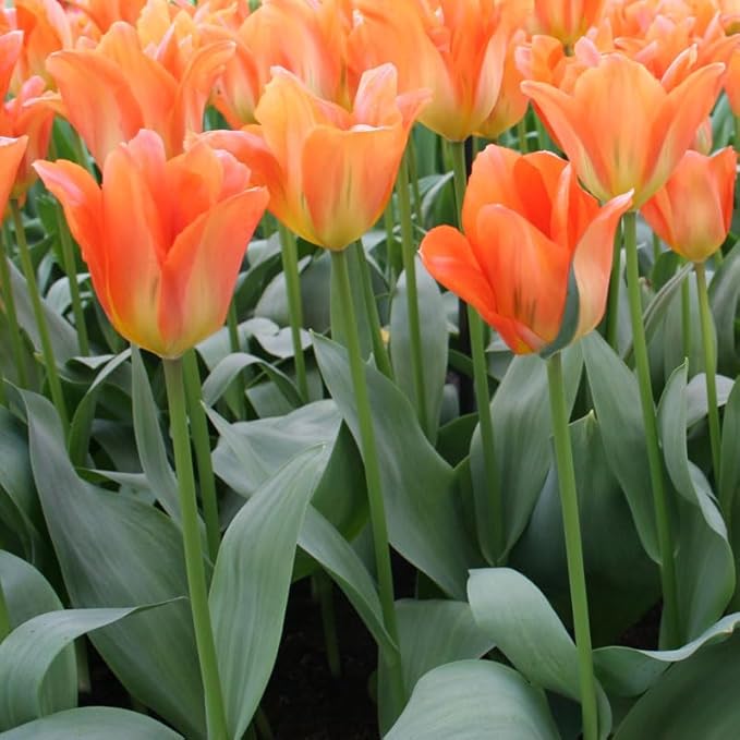 Orange Brilliant Fosteriana Tulip Flower Bulbs - 10 Bulbs per Pack - Good as Cut Flowers - Good for Indoor Forcing - Grows Well in Containers - Perennializing