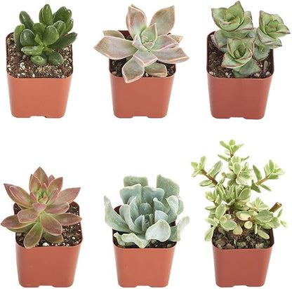 Shop Succulents Assorted Succulent Plant Pack Collection - Live Mini Succulent Plants, Low Maintenance, Mixture of Colors & Textures - Wedding and Party Favors, Gift & Garden, Pack of 6