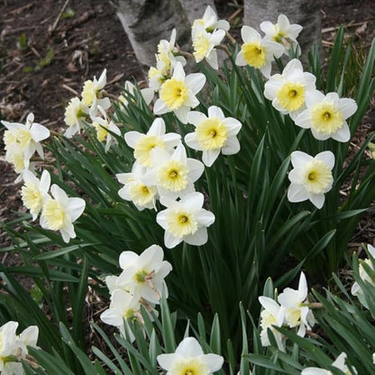 White Daffodil Flower Bulbs (Ice Follies) - 500 Bulbs per Pack - Deer Resistant - Good as Cut Flowers - Good for Indoor Forcing - Naturalizing - Perennializing