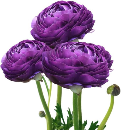 Easy to Grow Ranunculus Tecolote Purple 10 Plant Bulbs - Purple Flowers in Spring Full Sun Outdoor Zones 8-10, Mediterranean Carlsbad Flower Fields
