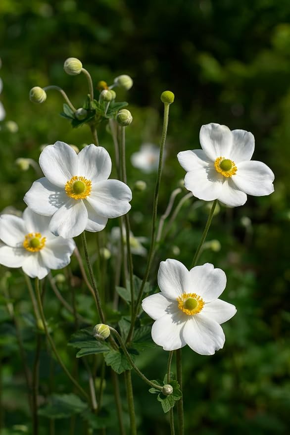 Perennial Farm Anemone x Hybrida 'Honorine Jobert' – Live Windflower in #1 Container, Elegant White Blooms with Yellow Centers, Long Blooming, Deer Resistant, Great for Shade & Pollinator Gardens