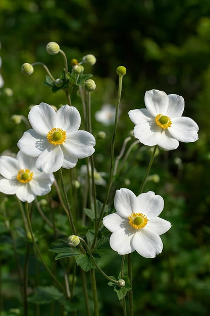 Perennial Farm Anemone x Hybrida 'Honorine Jobert' – Live Windflower in #1 Container, Elegant White Blooms with Yellow Centers, Long Blooming, Deer Resistant, Great for Shade & Pollinator Gardens