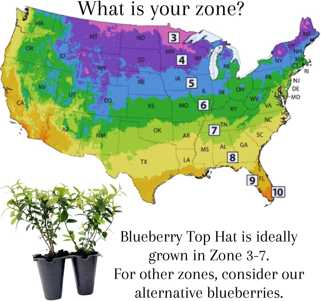 Pink Lemonade Blueberry (Top Hat)