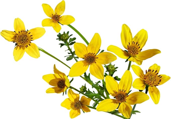 23,000 Goldfields Seeds - Carpet of Low Growing Yellow Daisy Type of Wildflower for Sandy and Dry Clay Soils