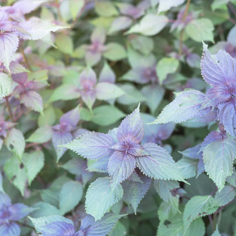 2000 Vietnamese Perilla Seeds - La Tia to - AKA. Shiso Seeds, Perilla Frutescens, Beefsteak Plant, Asian Mint Thai Basil Seeds, Asian Herb, Microgreens/Micro Herbs, Heat & Drought Tolerant