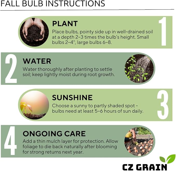 Purple Allium Bulbs for Planting - Easy to Grow Perennial Flowers, Top Size Bulbs, Large Spherical Blooms (10 Bulbs)