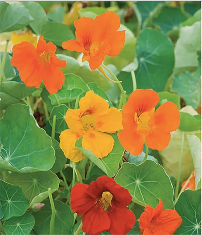 Red and Yellow Climbing Nasturtium Seeds - 60 Seeds