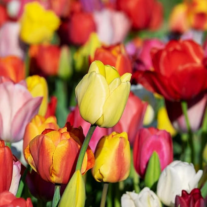 Peony-Style Double Bloom Tulips-10 Bulbs–Red, Pink, White, Yellow & Orange Premium Flowers | Late Blooming Spring Perennials for Gardens & Containers – Zones 3–8 (10 Colorful Mixed Tulip Collection)