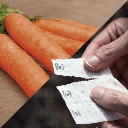 Park Seed Sow Effortless Collection Seed Tape – Little Finger Carrot, 15 Feet – Easy DIY Planting, Sweet Baby Carrots with No Thinning Required, Compact Size for Containers and Rows, Ready in 60 Days