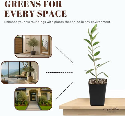Dwarf Olive Tree Starter Plant, 2 Inch Pot, Indoor Outdoor Bonsai (5)