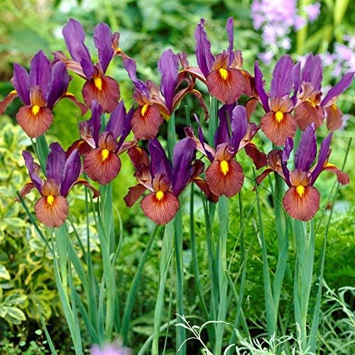 Easy to Grow Dutch Iris Tiger Eye 20 Plant Bulbs - Unqiue Burgundy & Purple Flowers in Spring to Summer, Full Sun Outdoor Zones 6-9
