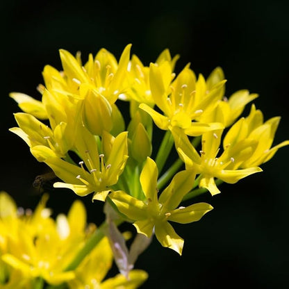 Garden Gem Flowers Collection-100 Bulbs-Featuring 4 Varieties of Flowers-Alliums, Hyacinths, Lily,Squill-Add a Beautiful Pop of Pink, Blue, White, Yellow to Any Landscape-Attracts Butterflies & Bees