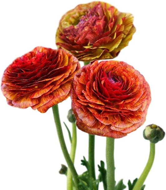 Easy to Grow Ranunculus Tecolote Cafe 10 Plant Bulbs - Unique Bronze, Red & Yellow Flowers in Spring Full Sun Outdoor Zones 8-10, Mediterranean Carlsbad Flower Fields