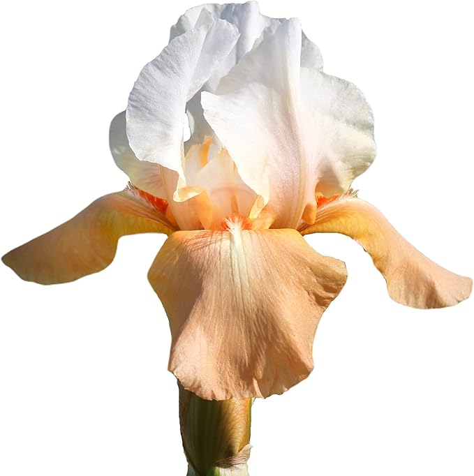 Easy to Grow Bearded Iris Invitation - 3 Plant Bulbs Rhizomes, Orange & White Flowers in Spring to Fall, Full Sun Low Maintenance