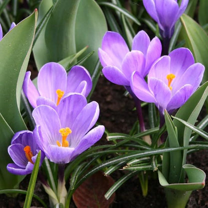 Grand Maitre Giant Crocus Flower Bulbs - 25 Bulbs per Pack - Attracts Butterflies and Hummingbirds - Deer Resistant - Good for Indoor Forcing - Naturalizing - Perennializing