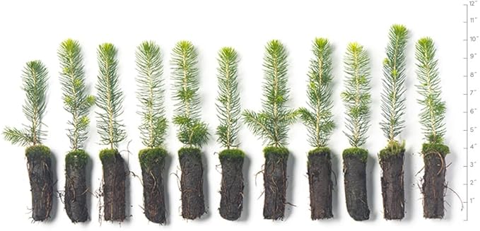 Norway Spruce Tree Seedlings | 6"-12" | Arbor Day Foundation (10-Pack)