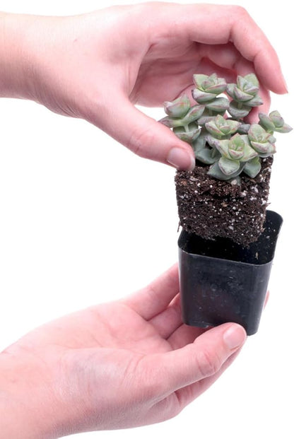 Mountain Crest Gardens Ultimate Succulent Variety Pack - 25 Unique Live Plants, Many Types, Rooted in 2 inch Pots - Indoor/Outdoor Real Succulents for Garden Decor, Favors, DIY Arrangements