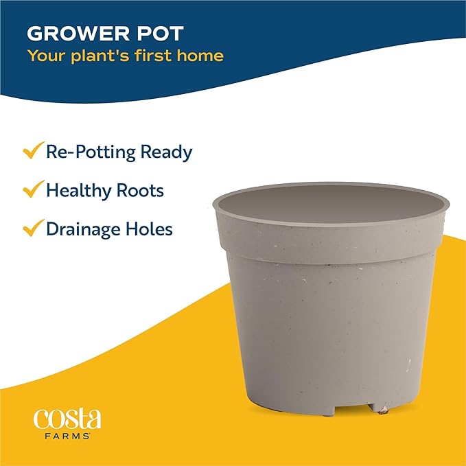 Costa Farms Succulents (100 Pack), Live Mini Succulent Plants, Grower's Choice Live Houseplants, Potted in Nursery Plant Pots, Potting Soil, Gift for Bulk Baby Shower, Bridal Shower, DIY Room Decor