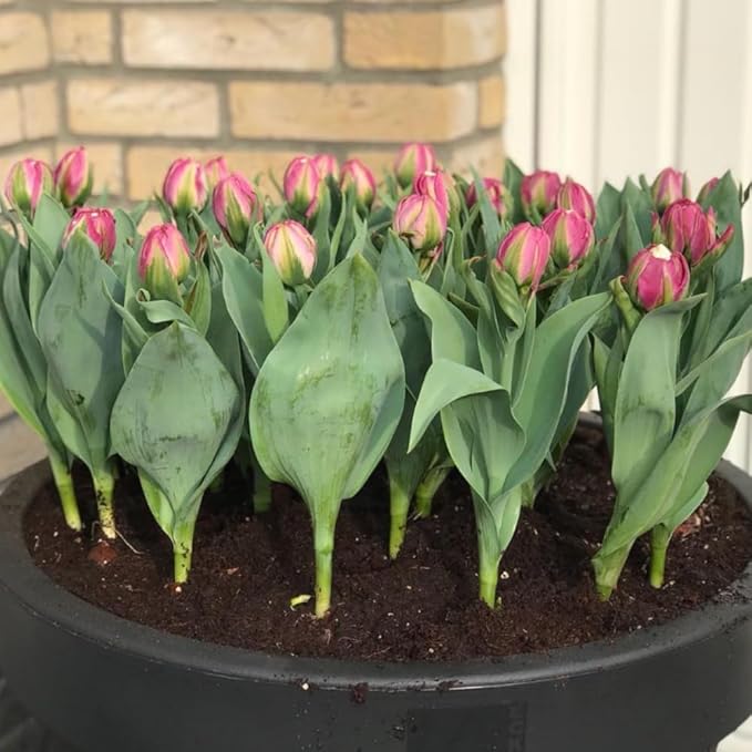 10 Tulip Bulbs for Fall Planting Bulk, Tulip Bulb, Perennial Flower Bulbs for Garden Growing, Tulip Bulbs Bulk (Ice Cream)