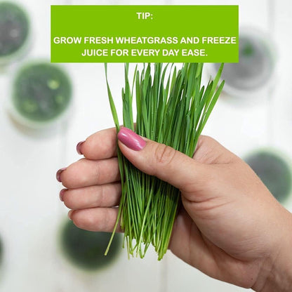Organic Wheatgrass Growing Kit, Self Watering, with Soilless Grow Mats. The Easy Way to Grow & Juice Healthy Wheat Grass & Make Cat Grass. Bamboo Surround & Black Out Lid. (Organic Wheatgrass Kit)