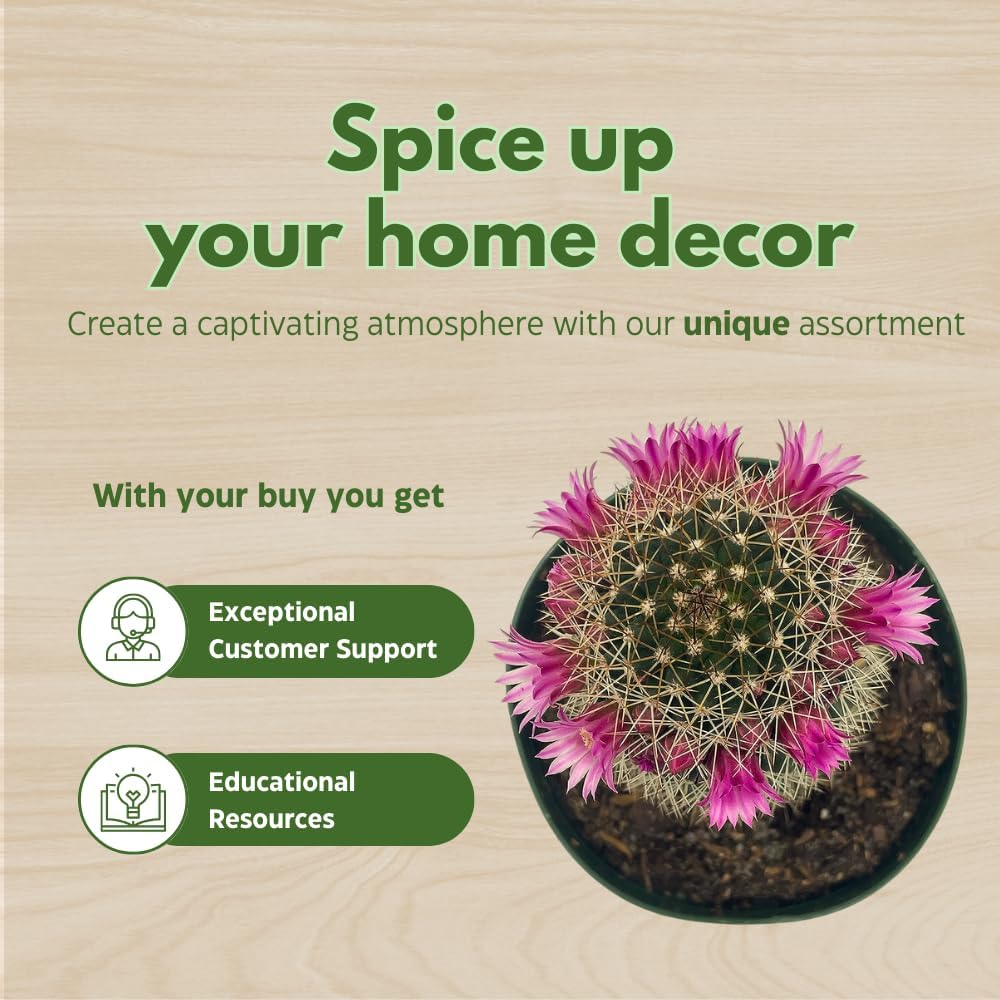 BubbleBlooms Cactus Assortment, 4 inch Set of 3, Best-Sellers Most Popular Cacti Variety