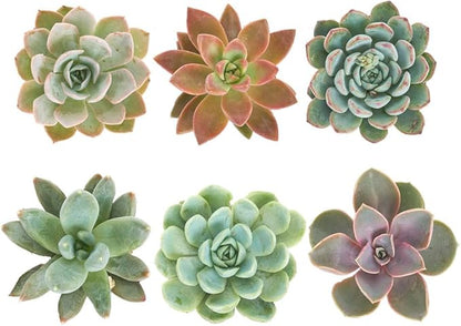 Shop Succulents Rosette Succulent Plant Pack Collection - Live Mini Succulent Plants, Low Maintenance, Floral Shaped Mix of Colors & Textures - Wedding and Party Favors, Gift & Garden, Pack of 6