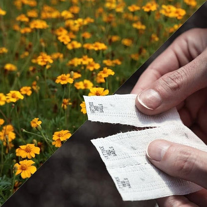 Park Seed Easy DIY Planting Sow Effortless Collection Seed Tape, Golden Guardian Marigold, 15 Feet