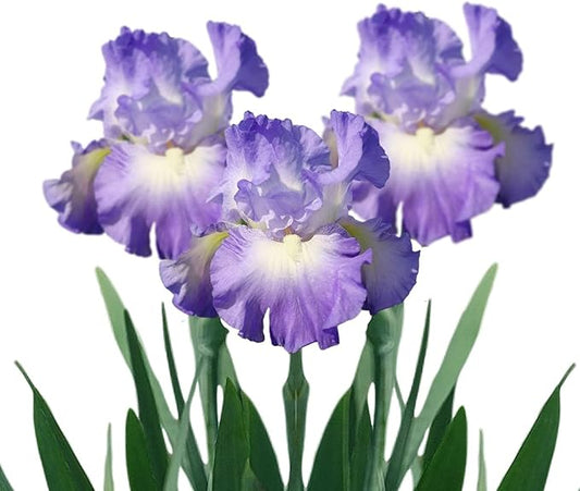 Easy to Grow Bearded Iris City Lights - 9 Plant Bulbs Rhizomes, Blue-Violet & White Flowers in Spring to Fall, Full Sun Low Maintenance