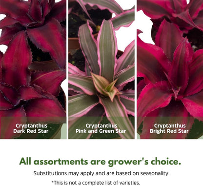 BubbleBlooms Cryptanthus bivittatus Assortment, Earth Star Bromeliad Set, 3 Different Succulents