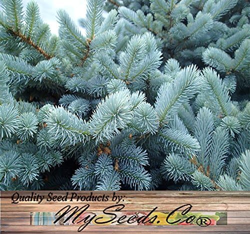 Cedar, Dogwood, Pine, Redwood, Spruce, Tree Seed by MySeeds.Co, You Choose The Color n Quantity (1 Pack, Blue Spruce - Big Pack)