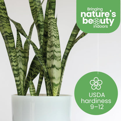 American Plant Exchange Snake Plant Bundle – Large 10-Inch Pots Sansevieria Laurentii & Zeylanica, 2-3ft Tall, Low-Maintenance, Air-Purifying Live Houseplants for Home, Office, or Outdoor Patio Décor
