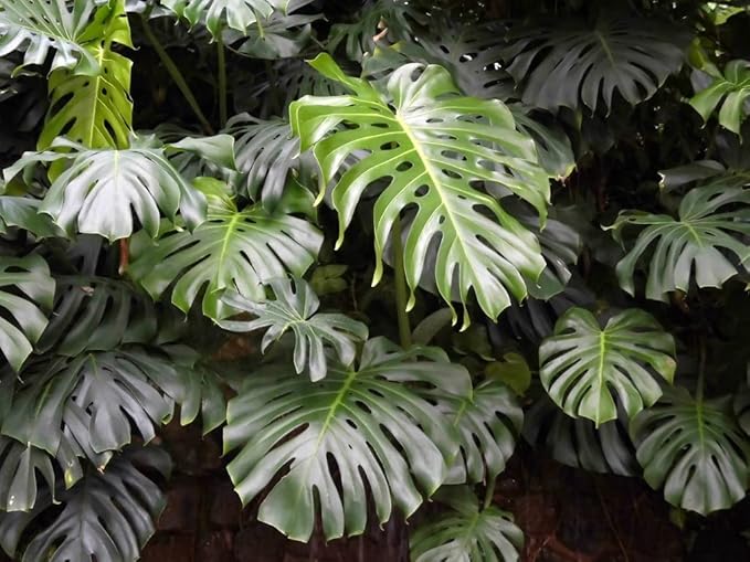 GARDENERA Monstera Borsigiana Planting Mix - Promotes Steady Growth and Vibrant Leaves - 10 Quart (2 Bags of 5 Quart)