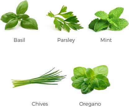 Herb Garden Seeds Collection - 5 Culinary Herb Seeds Pack - Organic Basil, Parsley, Mint, Chives and Oregano Seeds, Heirloom Non-GMO Seeds for Planting