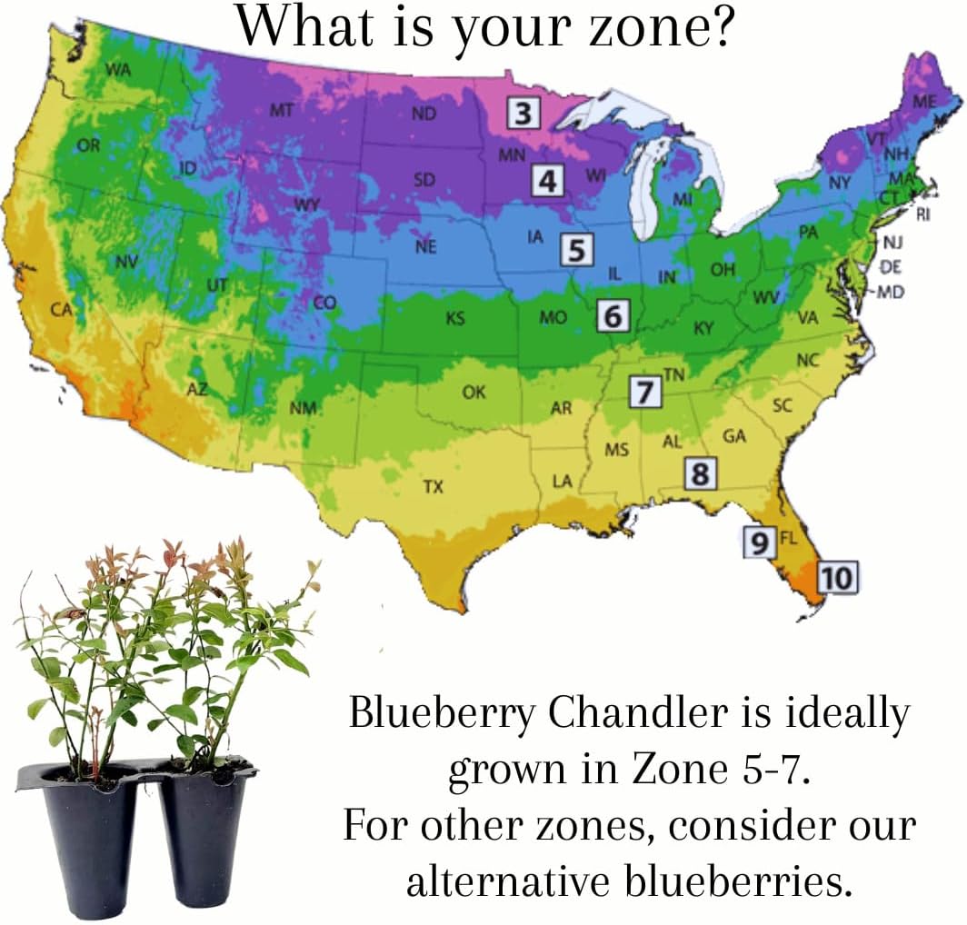 Pink Lemonade Blueberry (Chandler)