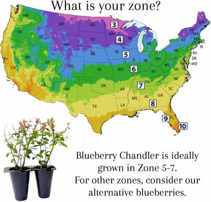 Pink Lemonade Blueberry (Chandler)