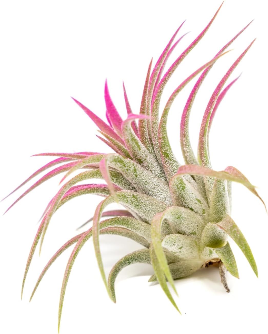 Fuchsia Colorful Tillandsia Air Plants - Long Lasting Color Enhanced Live Tillandsia Succulent House Plants - Home and Garden Decor - Easy Care Indoor/Outdoor Plants (Ionantha Rubra, Single)