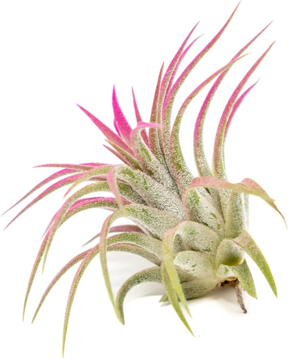 Fuchsia Colorful Tillandsia Air Plants - Long Lasting Color Enhanced Live Tillandsia Succulent House Plants - Home and Garden Decor - Easy Care Indoor/Outdoor Plants (Ionantha Rubra, Single)