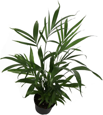 American Plant Exchange Live Cat Palm – 6-Inch Pot – Tropical Houseplant with Soft Arching Green Fronds, Pet-Friendly Easy Care Indoor Plant for Homes, Apartments, Offices & Indoor Jungle Décor