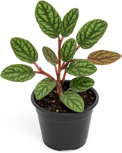 Watermelon Begonia Vine Starter Plant in 2 Inch Pot - Pellionia pulchra