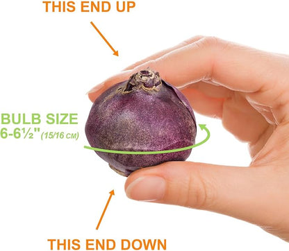 Garden State Bulb Pastel Mix Hyacinth Flower Bulbs, 15/16cm, Fall Planting (Bag of 100)