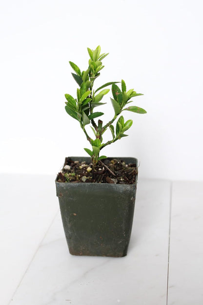 Live Bonsai Tree Starter Boxleaf Euonymus Plant, Japanese Spindle Tree, Indoor Outdoor Dwarf Shrub (Plastic Nursery Pot)
